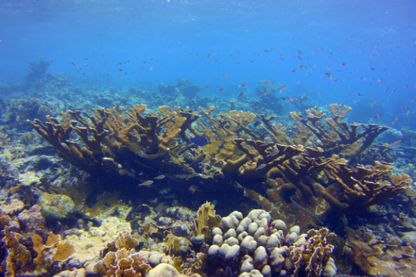 elkhorn coral underwater