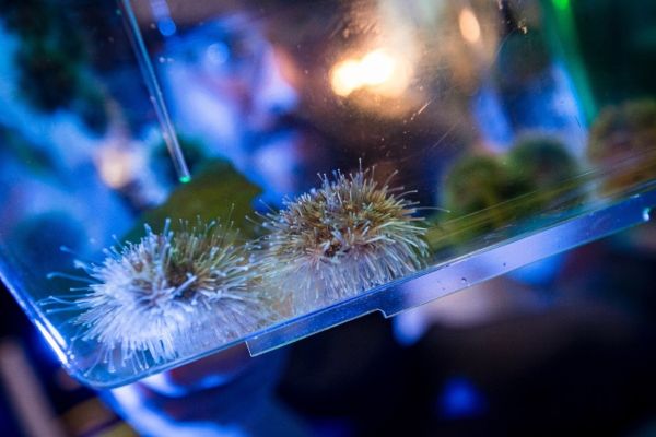 The Hamdoun Lab uses sea urchins as model organisms for studying gene activity during development. 